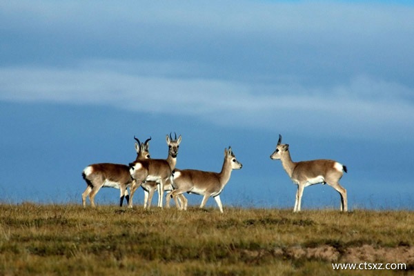 南充到拉薩旅游費(fèi)用
