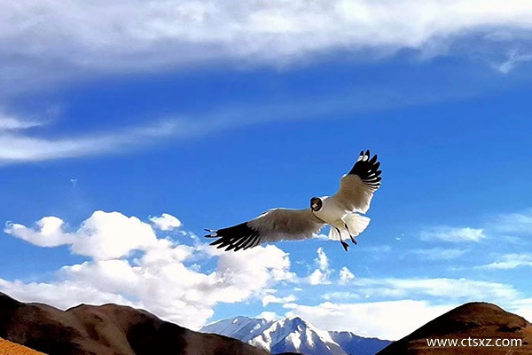 西藏高原反應嚴重嗎