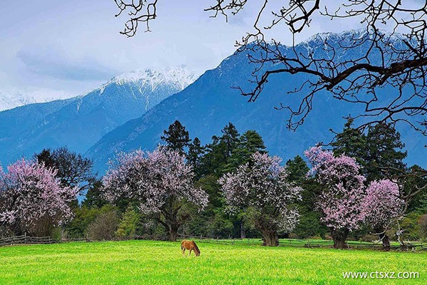 林芝的桃花什么時(shí)間開得好