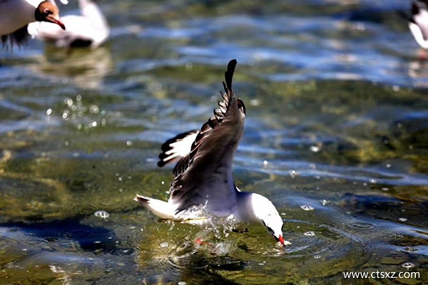 什么季節去西藏合適