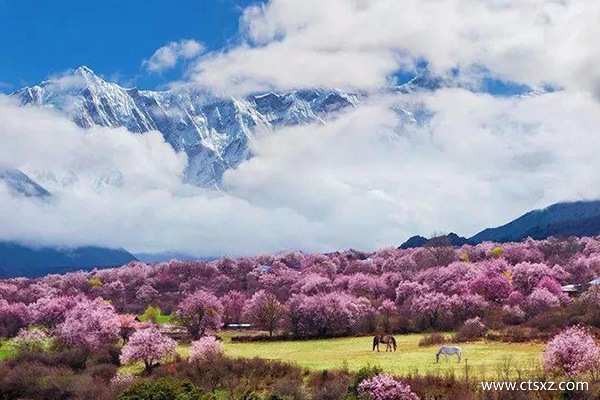 林芝桃花節路線攻略