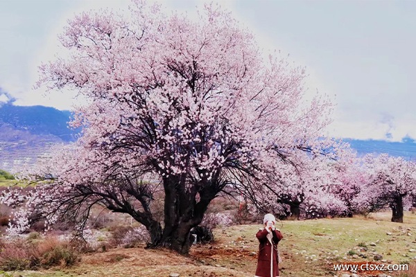 西藏旅游報團(tuán)多少費用