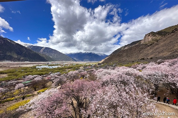 西藏本地團多少錢